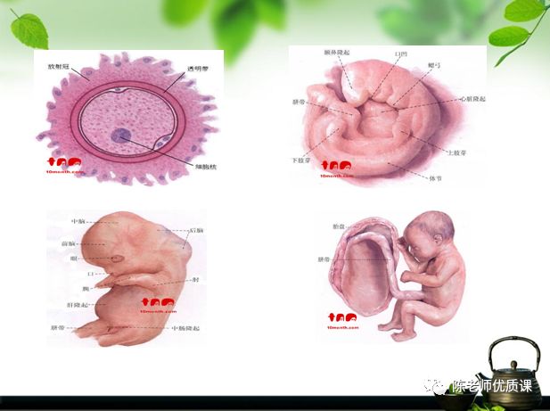 苏教版二年级语文上册表格式教案_人教版小学语文五年级上册表格式教案_人教版二年级语文下册教案表格式